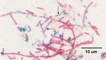 sporebmeg1_scale_final.jpg