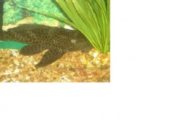 Pleco.jpg