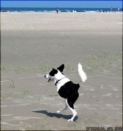 biped_collie.jpg