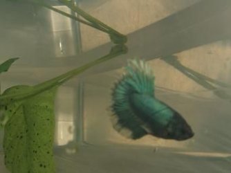 bettas_597.jpg