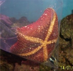 150106_starfish.jpg