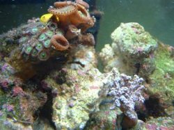 Reef_Aquarium_013.jpg