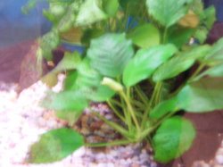 anubias1.jpg