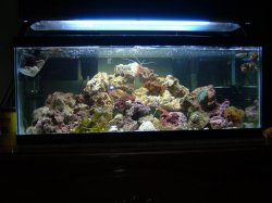 Reef_Aquarium_011.jpg