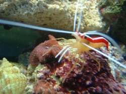 Reef_Aquarium_020.jpg