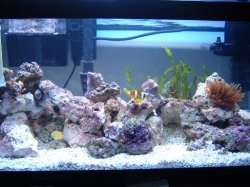 Reef_Aquarium_007.jpg