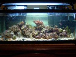 Reef_Aquarium_010.jpg