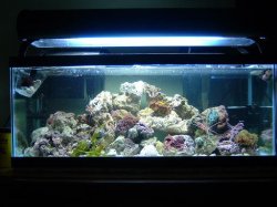 Reef_Aquarium_014.jpg