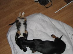 tia_and_Kitten_003.jpg