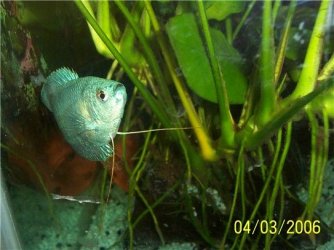 gourami_4th_march2.jpg