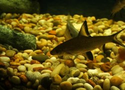 fish0206_073.jpg