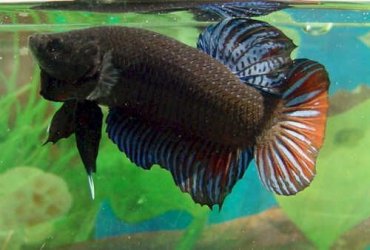 betta4.jpg