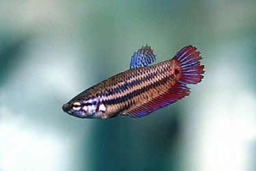 betta_splendens2_x.jpg