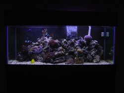 75_gallon_reef.jpg