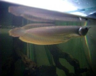 arowana_2.jpg