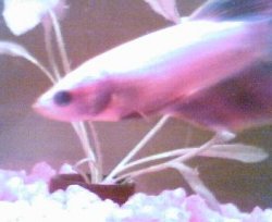 Fishies_037.jpg