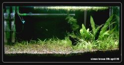 planted_tank_framed_8th_april_06.JPG