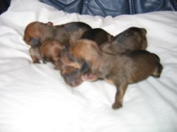 pups_001.jpg