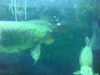 arowana.JPG