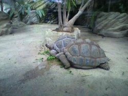 giant_tortoise.JPG