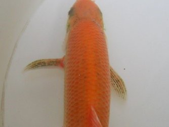 fish_orfe_2.JPG