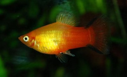 Male_platy.JPG