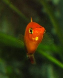 Male_platy_profile.JPG