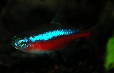 CardinalTetra1Web.JPG