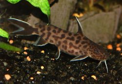 Synodontis_petricolor1Web.JPG