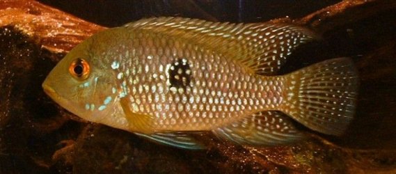 Geophagus_brasiliensis.JPG