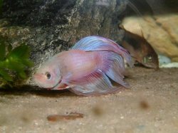 Betta_Cory01.JPG