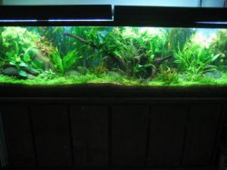 125g_planted_discus__02_apr_06_005__Custom_.jpg