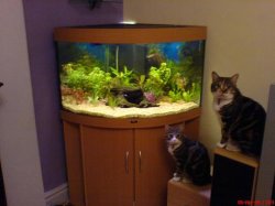 cats_n_fish.JPG