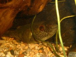 Red_Eyed_Puffer3.JPG