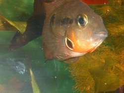 Fire_mouth_Cichlid.JPG