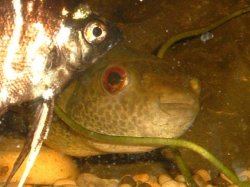 Red_Eyed_Puffer5.JPG