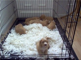 puppies_3_weeks3.JPG