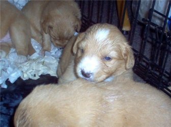 puppies_3_weeks9.JPG