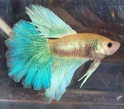 New_bettas_003.jpg