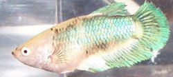 New_bettas_023.jpg