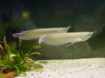 arowana.jpg