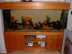 fish_tank_0344.JPG