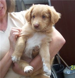 TOLLER_PUP_SEVEN_HALF_WK.jpg