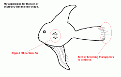 fish_diagram.GIF