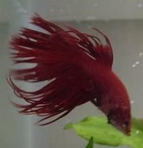 bettafish015dv2.jpg