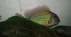 Geophagus1.JPG