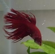 bettafish015dv2.jpg