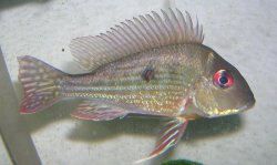 small_geophagus.JPG