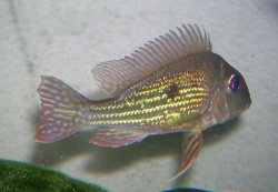 small_geophagus1.JPG