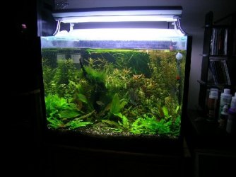 Pictures_of_my_planted_tank_001.jpg